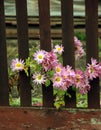 Flower growing through the Fence Royalty Free Stock Photo